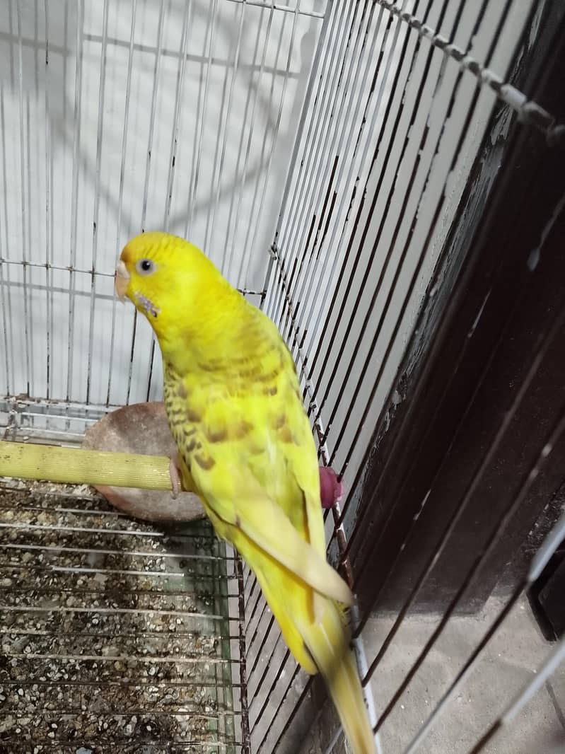 Breeder active pair 3