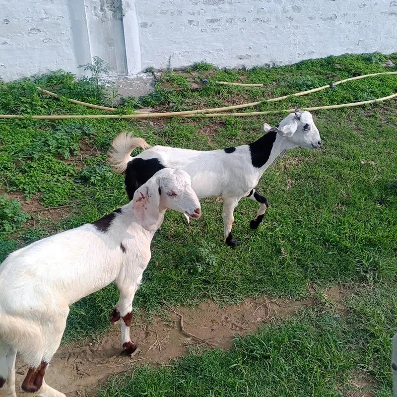 female goats