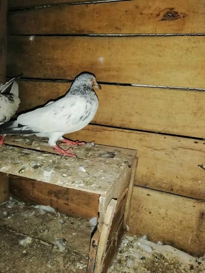 Kabutar for  sale 1 peace 600