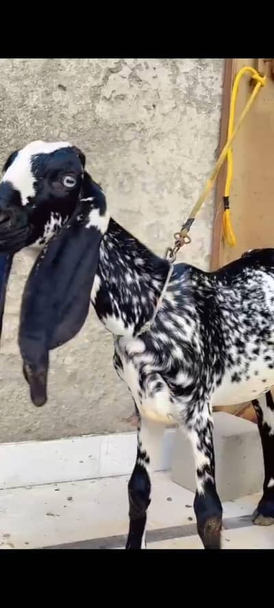 6 Month Cheni Goat