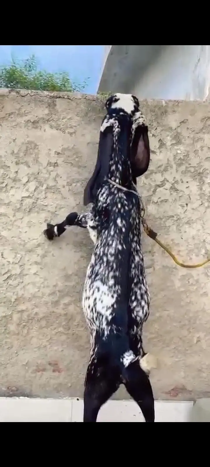 6 Month Cheni Goat — photo 2