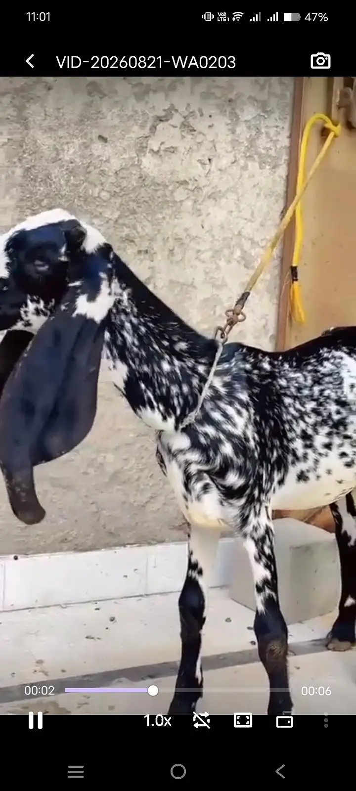 6 Month Cheni Goat — photo 3
