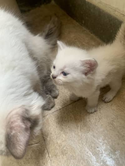 Kittens for sale