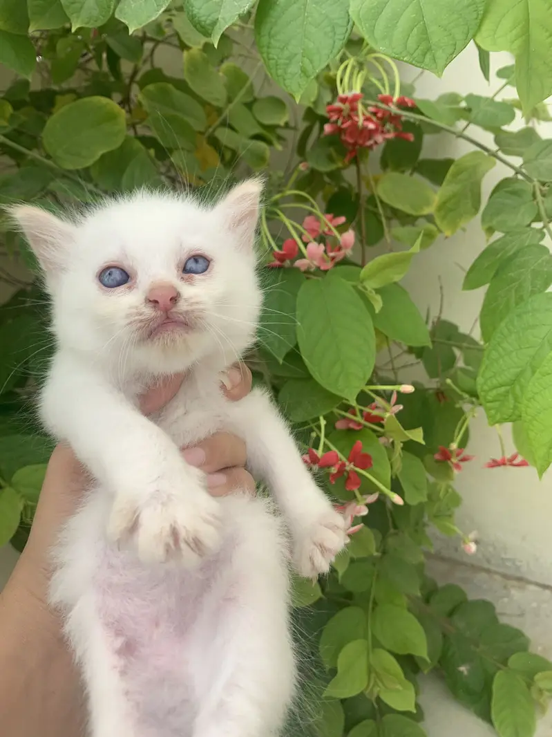 Kittens for sale — photo 2
