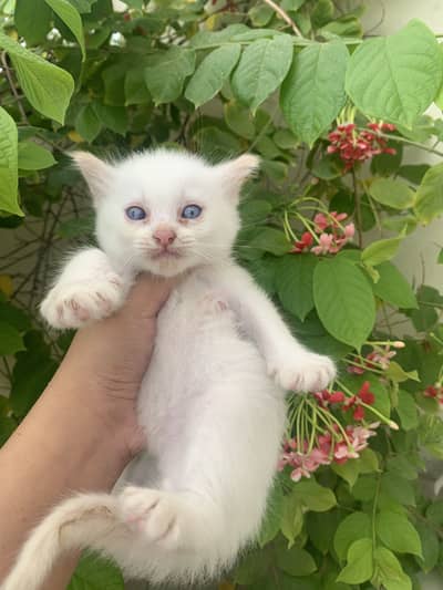 Kittens for sale