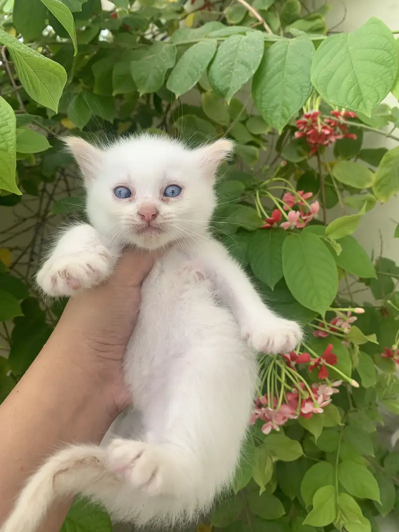 Kittens for sale — photo 3