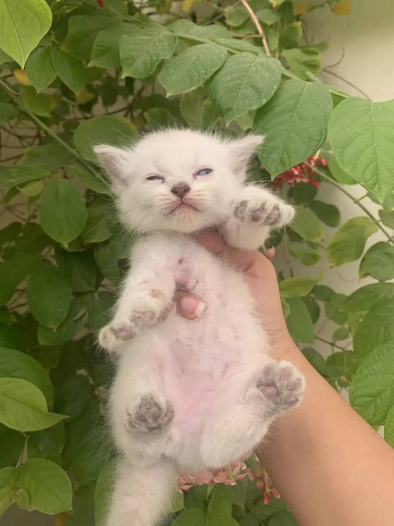 Kittens for sale — photo 4