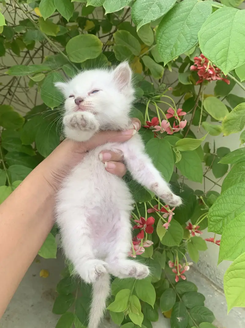 Kittens for sale — photo 5