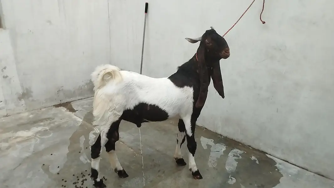 kamori male — photo 3