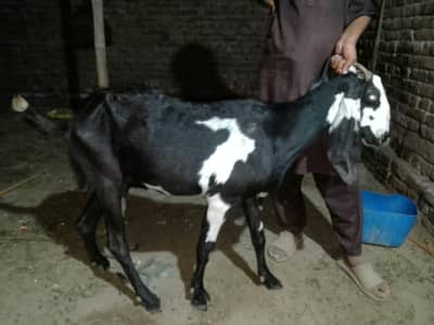 Desi bakri