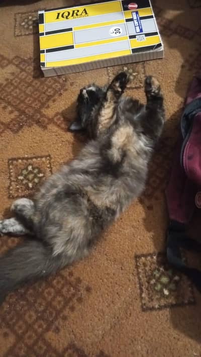 cat sale arrgant