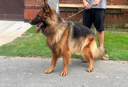 German shepherds long coat