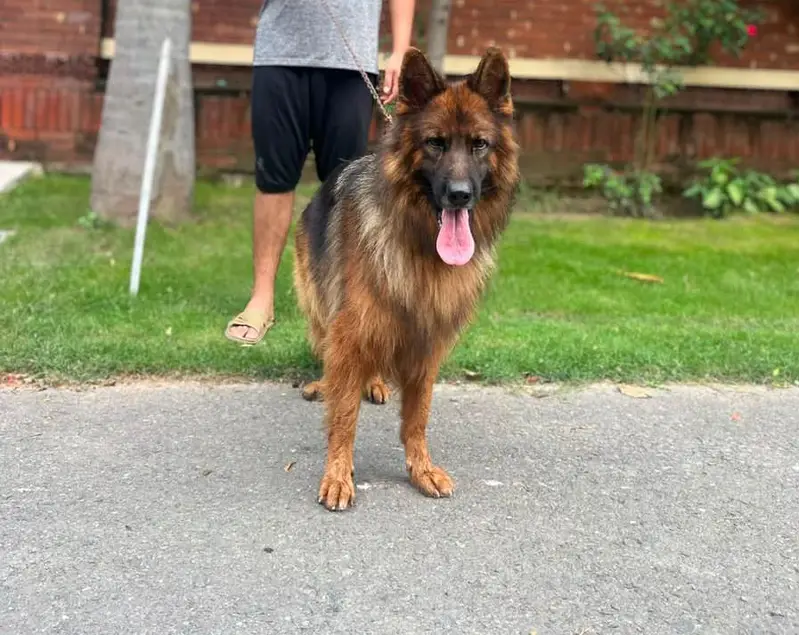 German shepherds long coat — photo 2