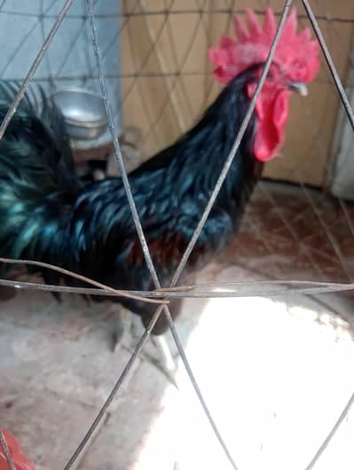 Australorp for sale