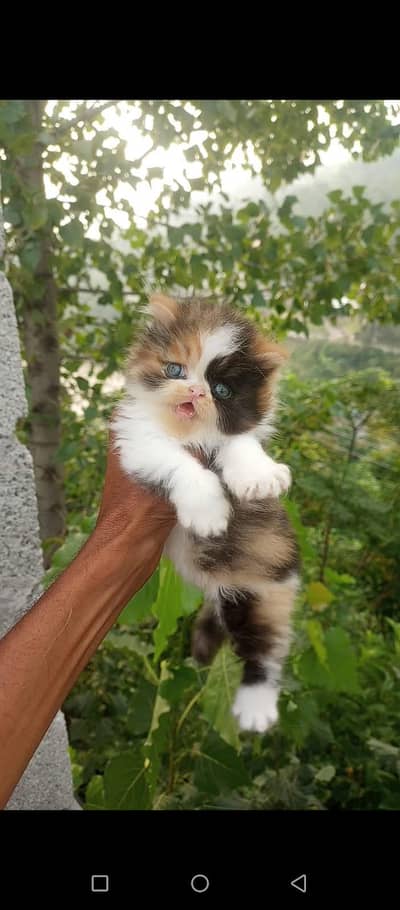 Extreme Punch Face Kitten