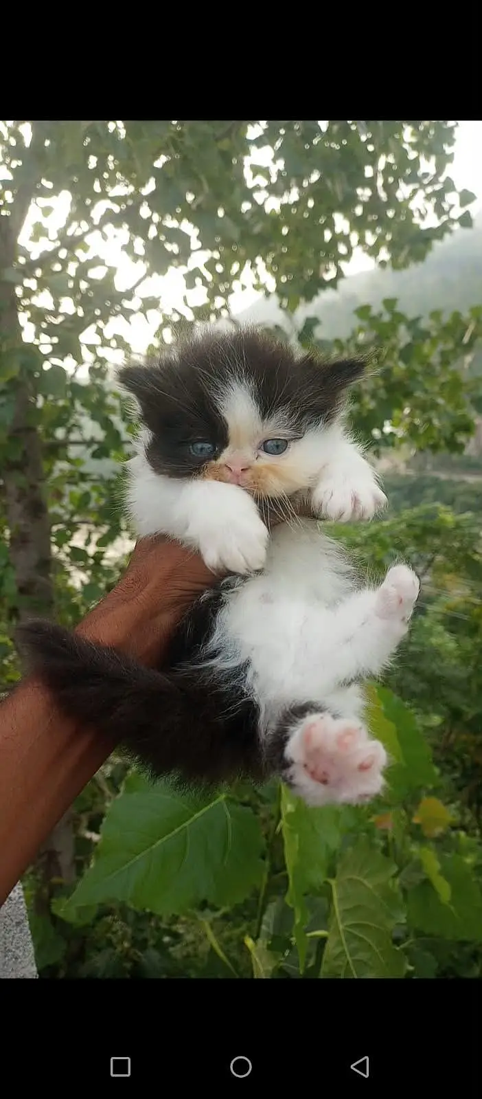 Extreme Punch Face Kitten — photo 2