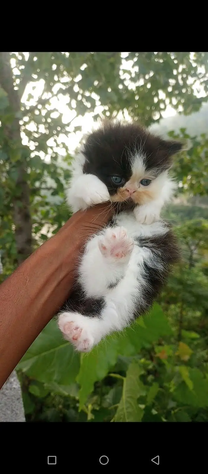 Extreme Punch Face Kitten — photo 3