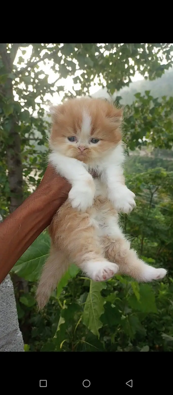 Extreme Punch Face Kitten — photo 4