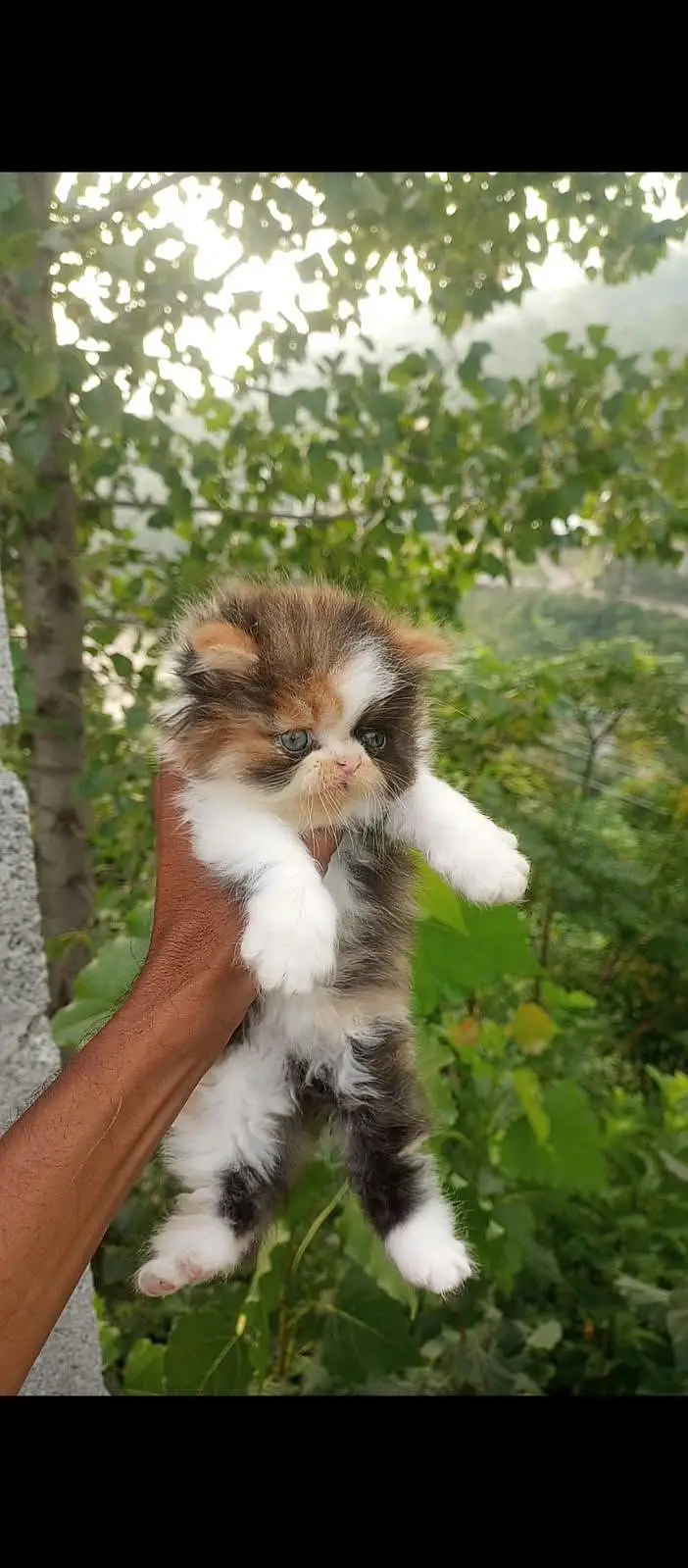 Extreme Punch Face Kitten — photo 5