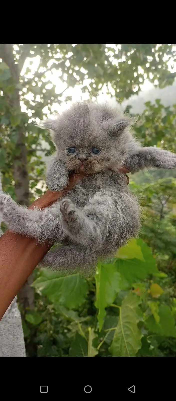 Extreme Punch Face Kitten — photo 6