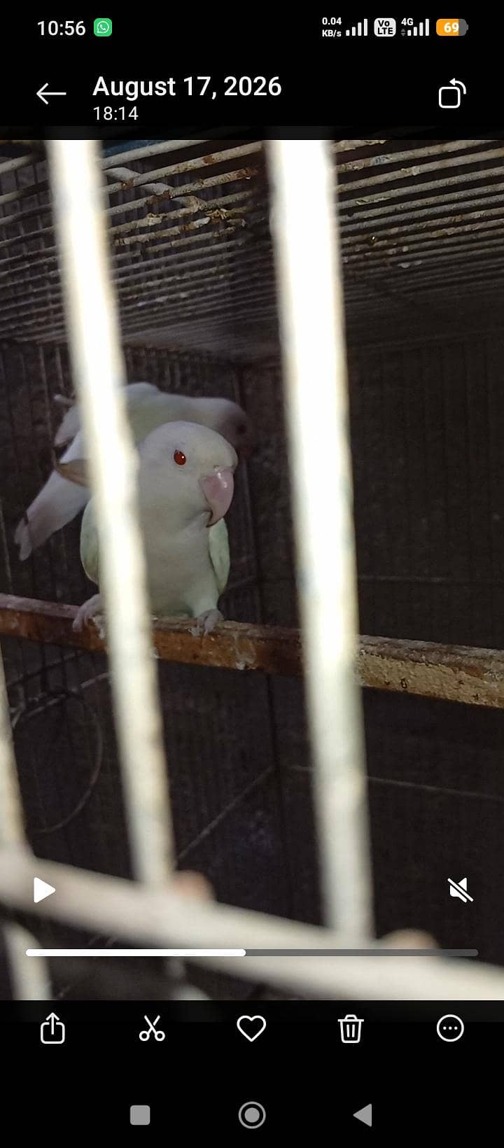 love brids 0