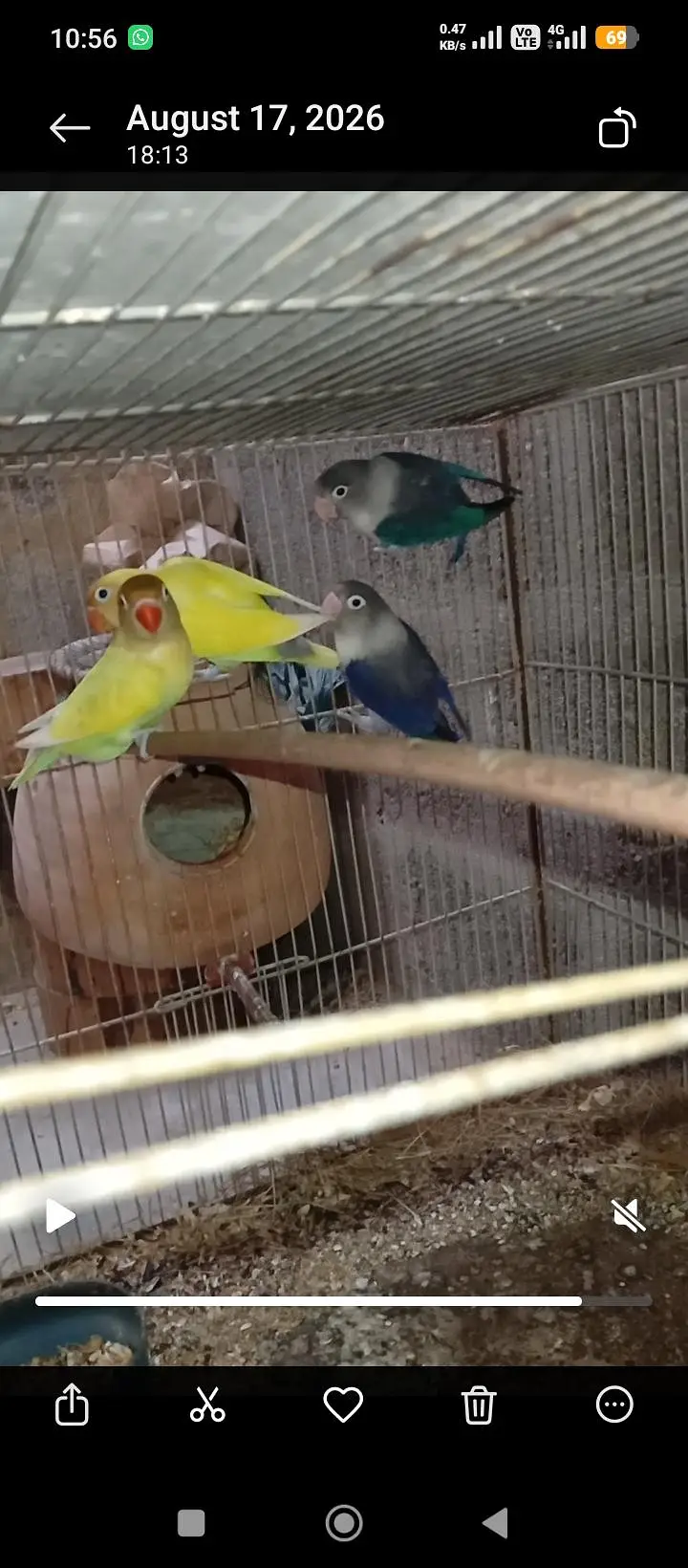 love brids — photo 2