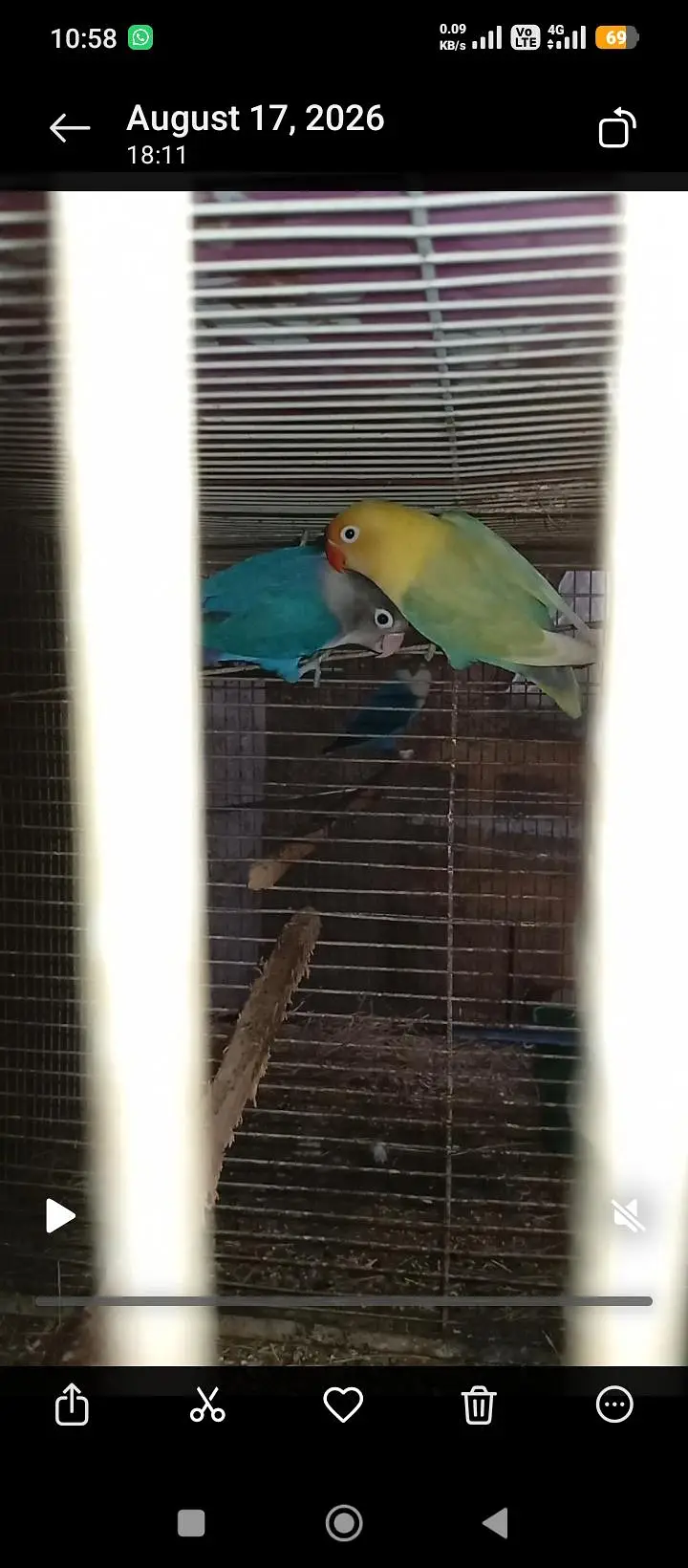 love brids — photo 4