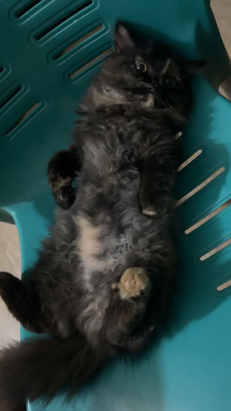 Female Persian Kitten — photo 3