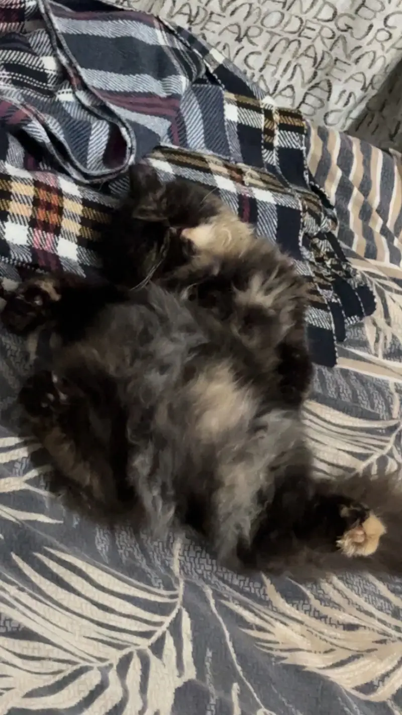 Female Persian Kitten — photo 2