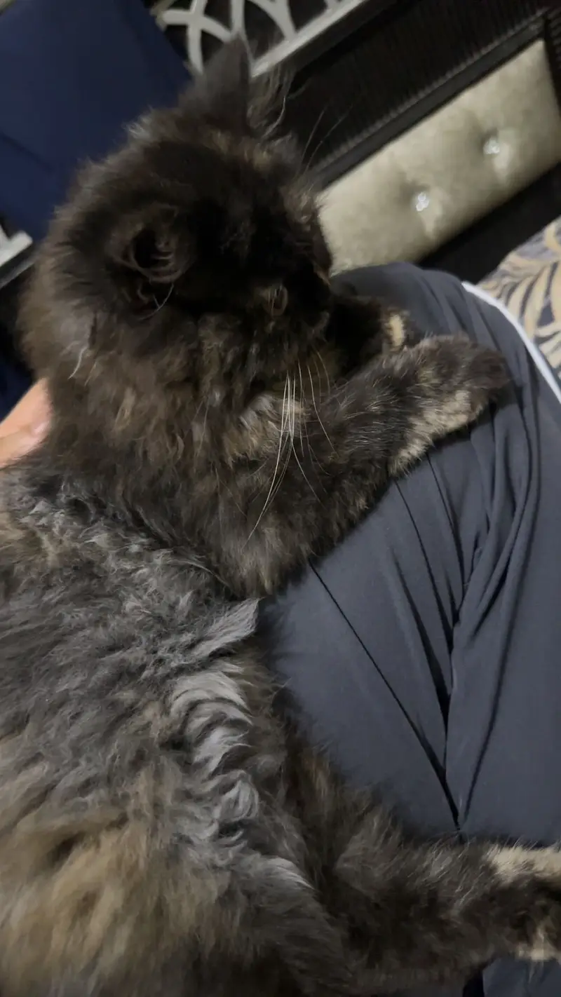 Female Persian Kitten — photo 4