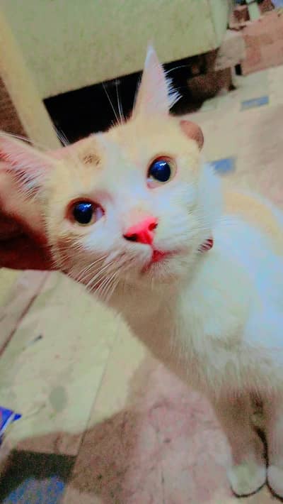 this is a beautiful cat 