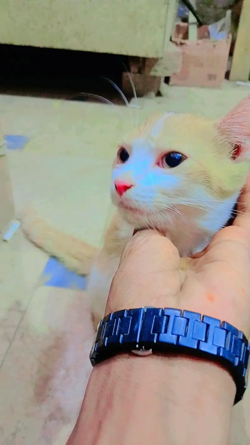 this is a beautiful cat  — photo 2