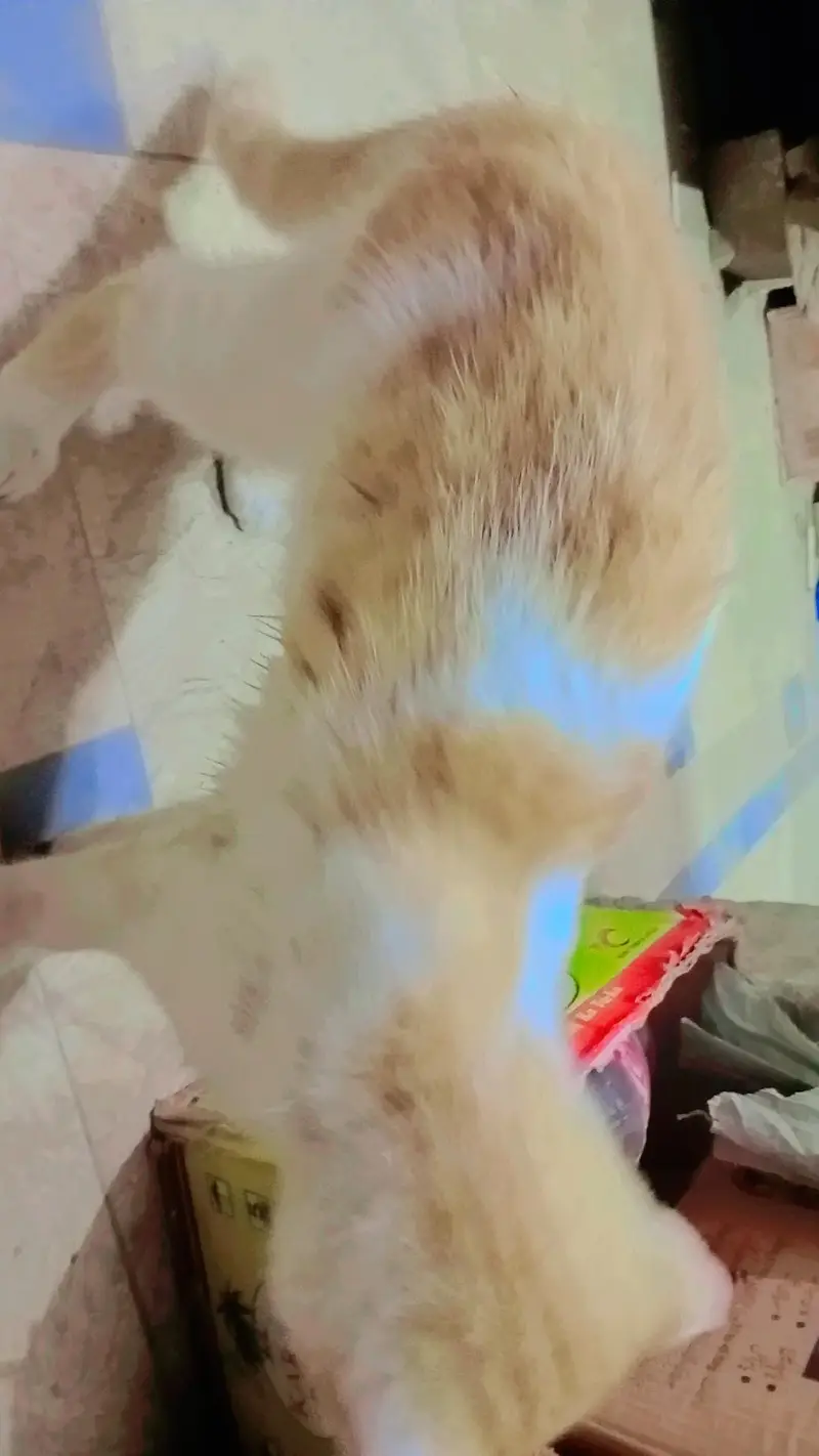 this is a beautiful cat  — photo 3