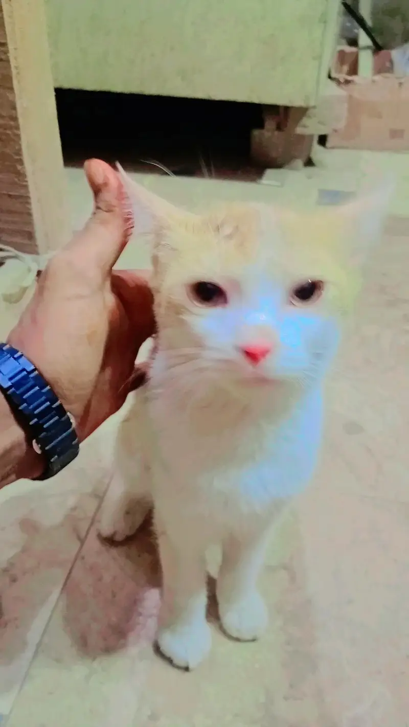 this is a beautiful cat  — photo 4