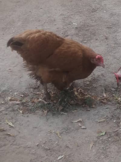 heavy bufae
