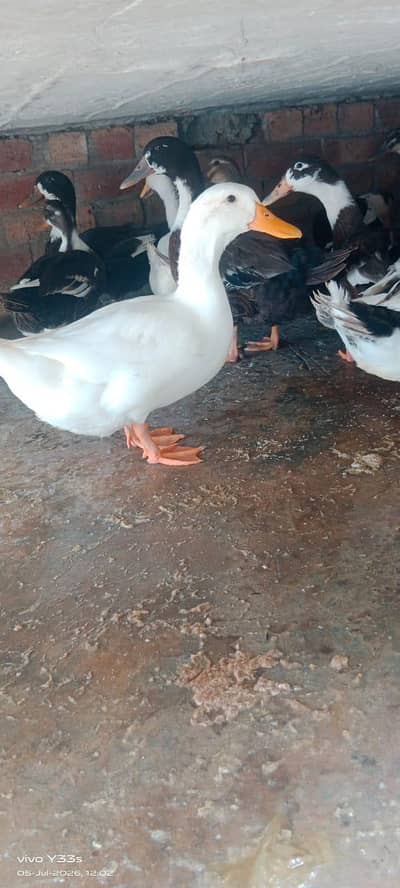 Male Ducks