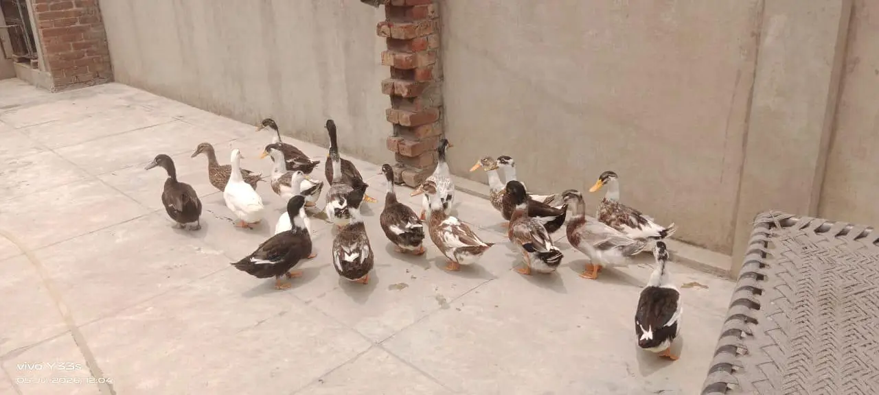 Male Ducks — photo 2