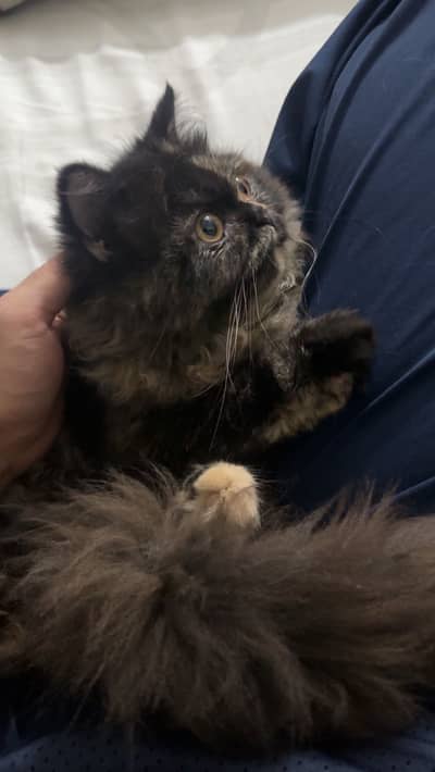 Female Persian Kitten