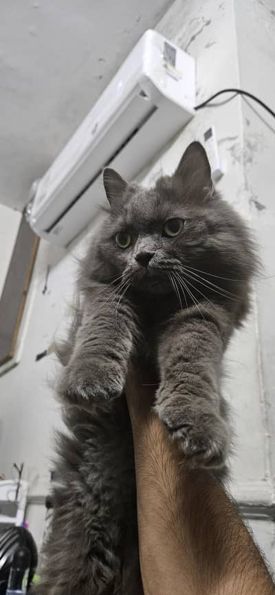triple coat persian cat