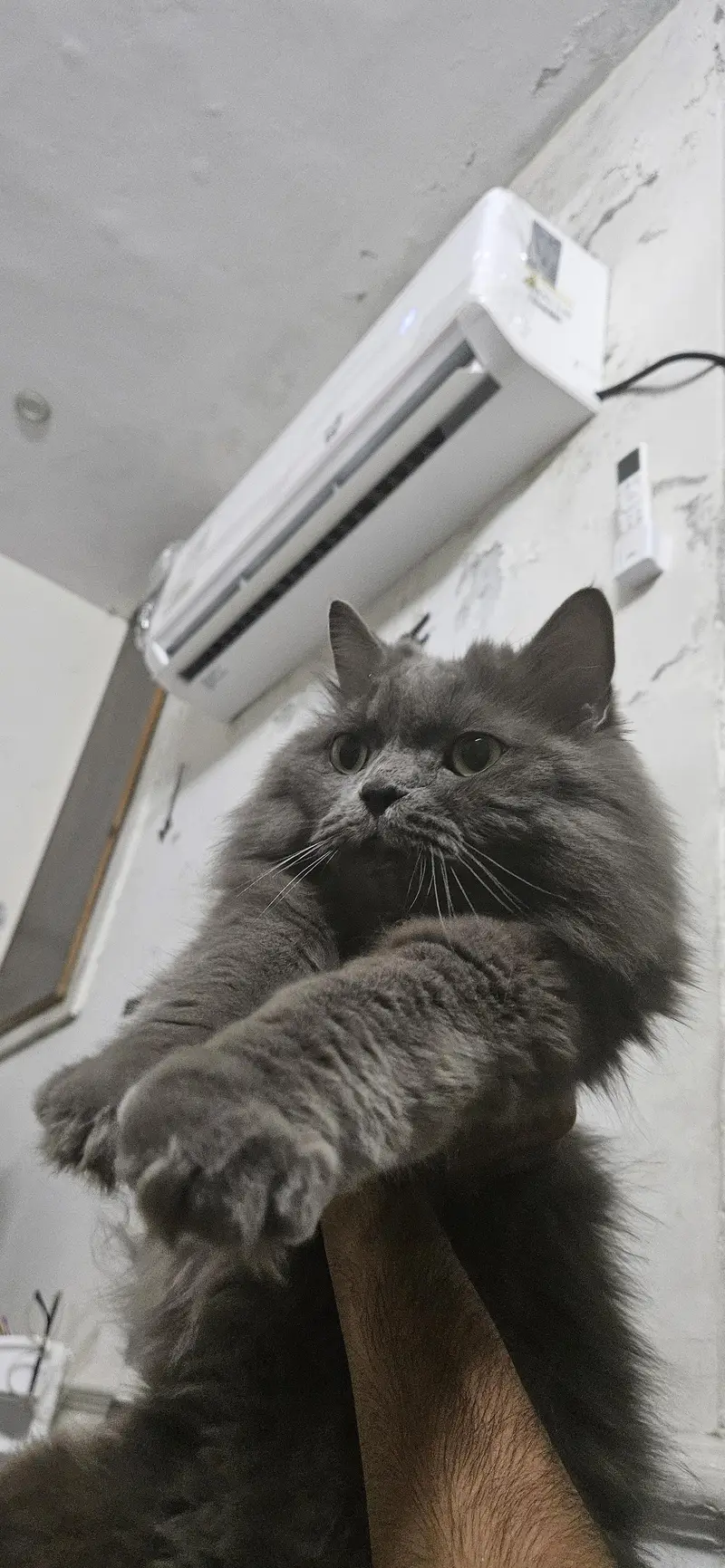 triple coat persian cat — photo 2