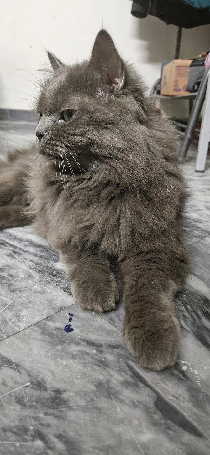 triple coat persian cat — photo 3
