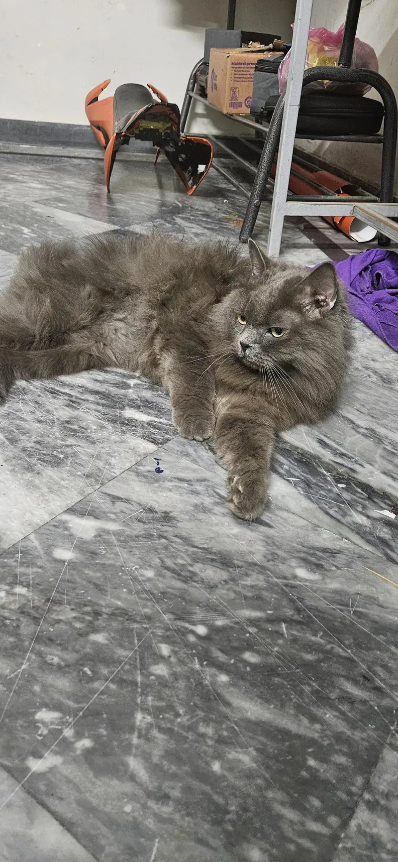triple coat persian cat — photo 4