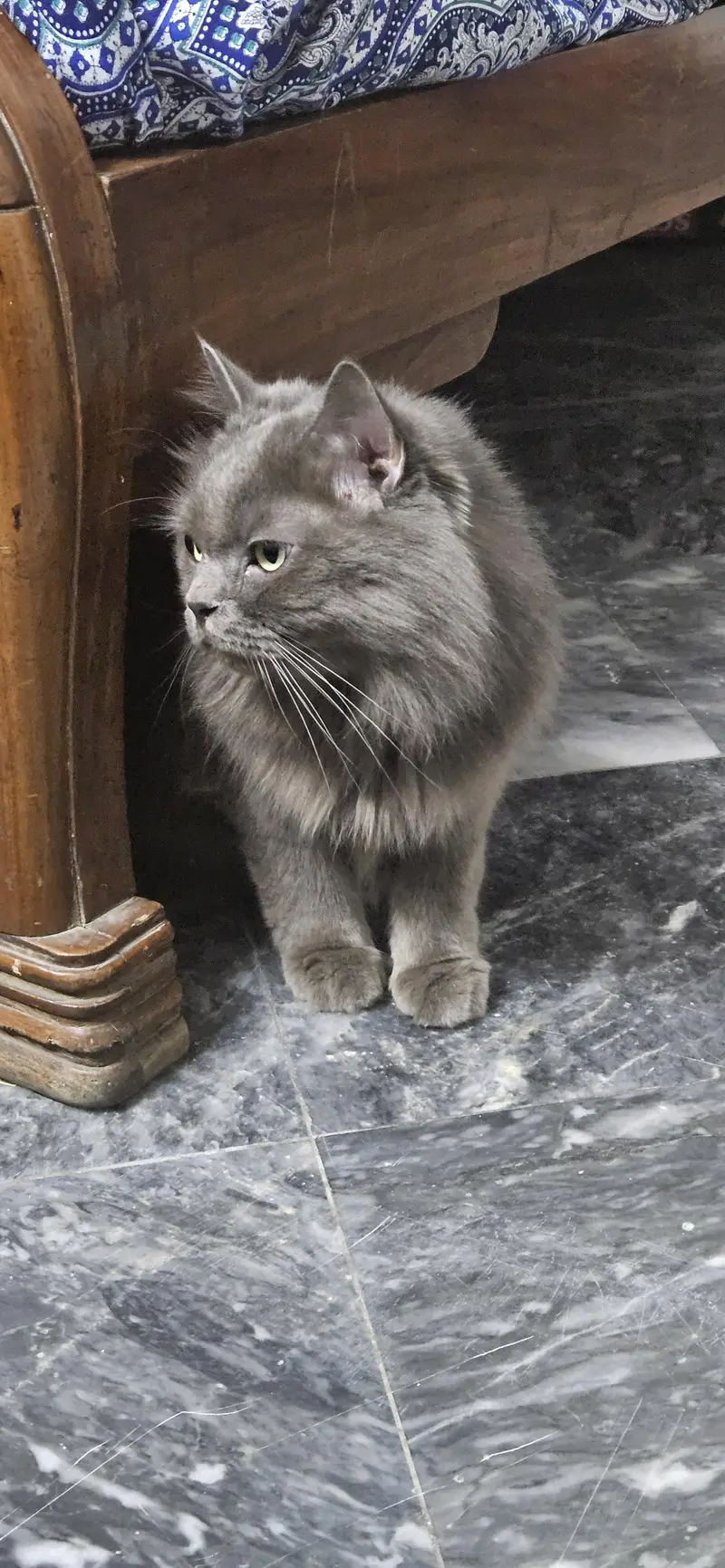 triple coat persian cat — photo 5