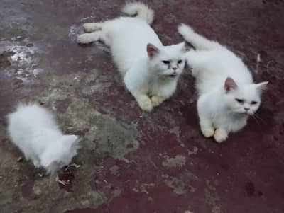cat family a