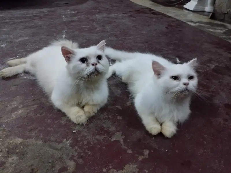 cat family a — photo 2