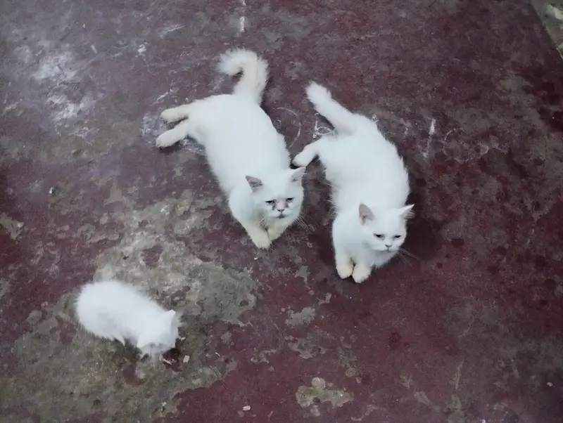 cat family a — photo 3