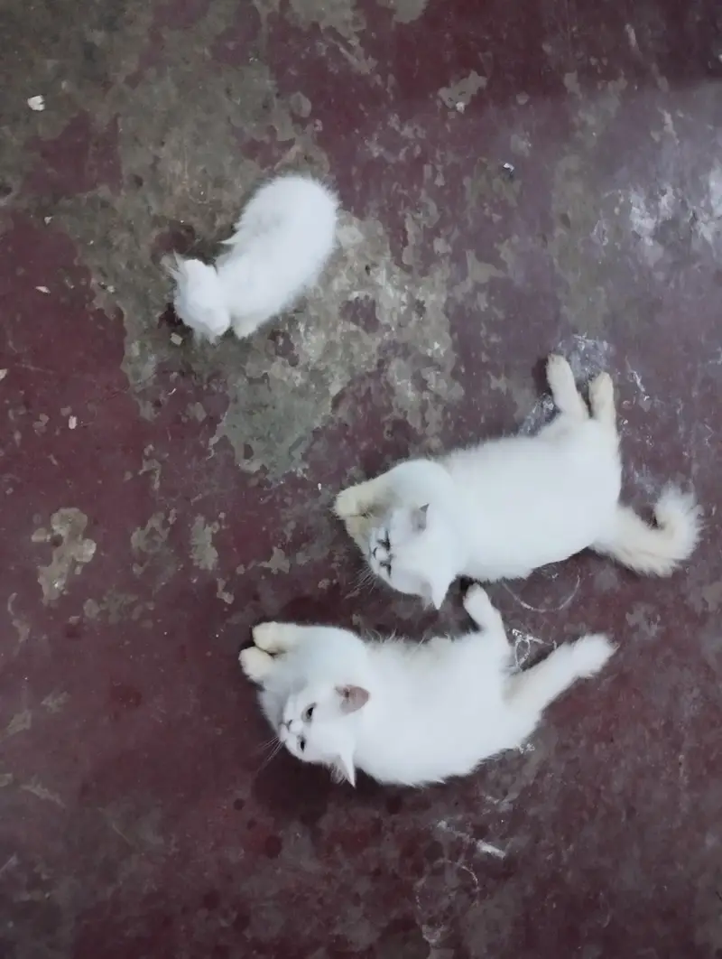 cat family a — photo 4