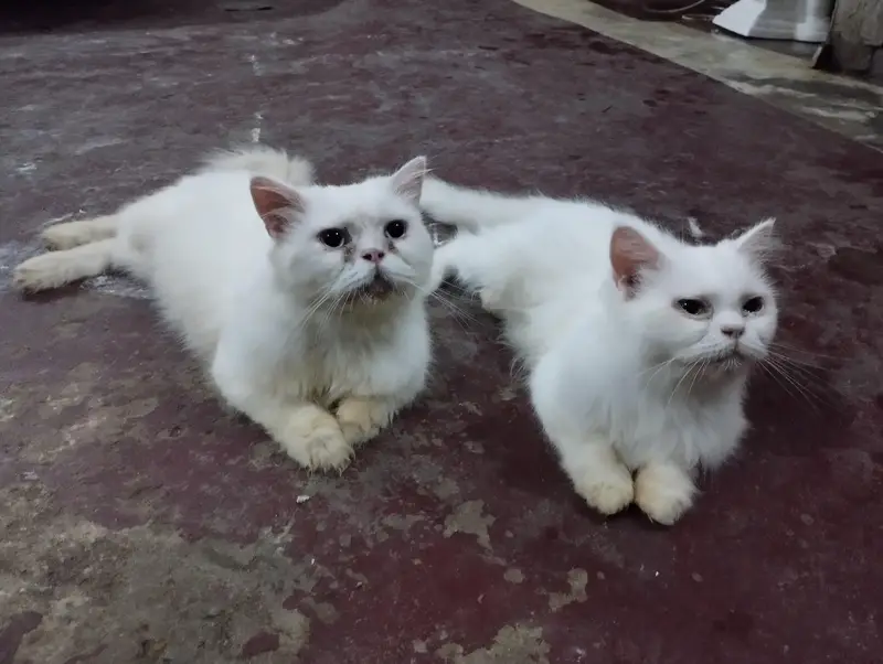 cat family a — photo 5