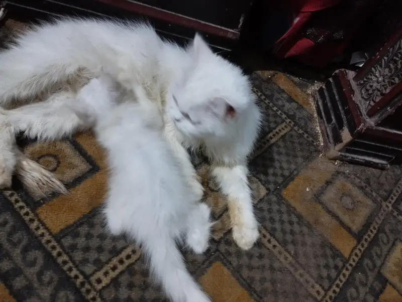 cat family a — photo 6