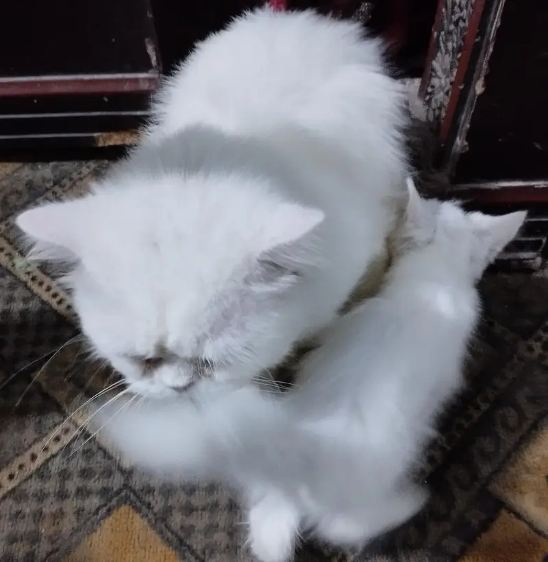 cat family a — photo 7